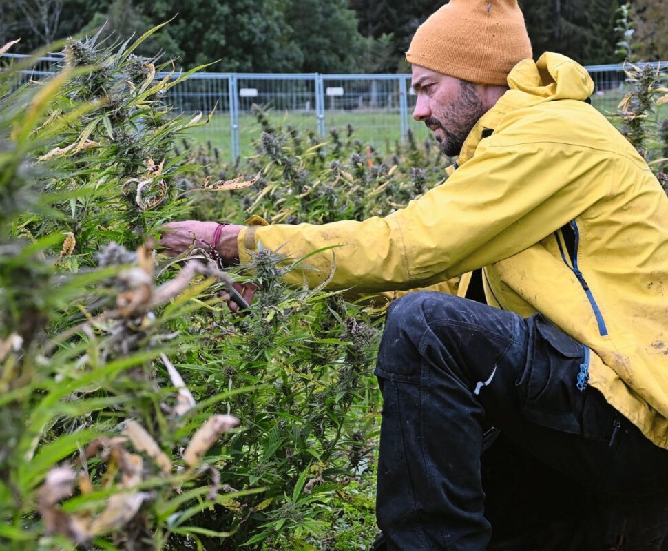 Mathias bei der Ernte.