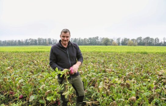 David Ramseier von der Betriebsgemeinschaft Aare-Bio auf dem Herbstrübenfeld.