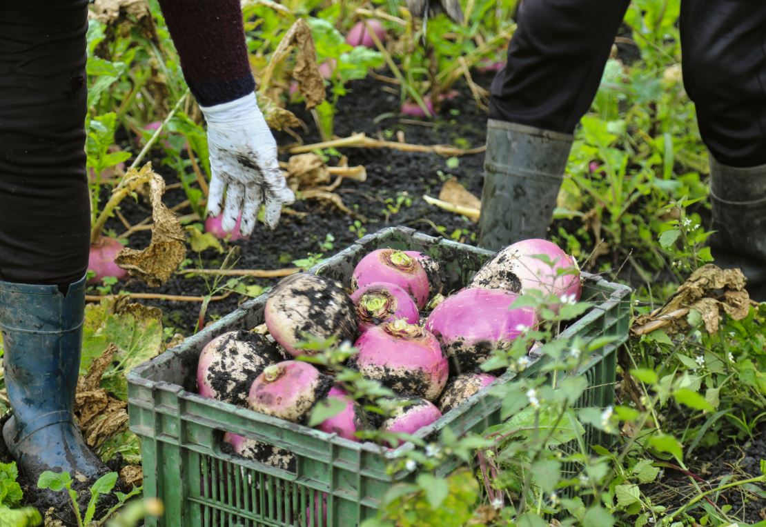 Die Ernte der Herbstrübe ist arbeitsintensiv und beinhaltet viel Handarbeit.