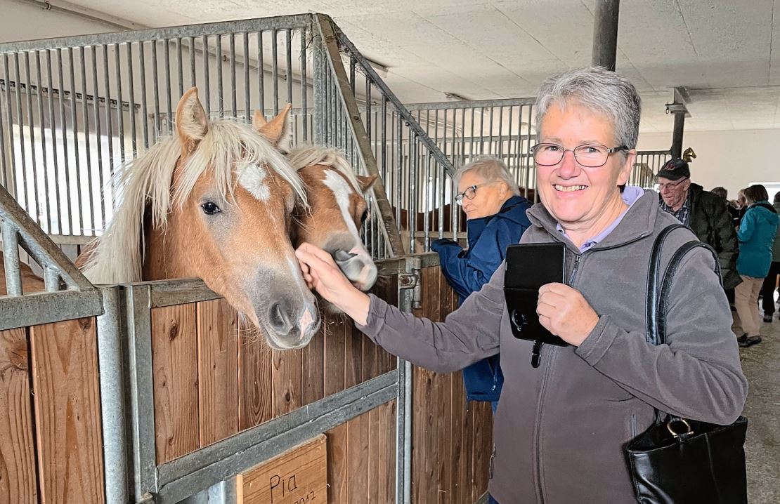 Die Edelblut-Haflinger in Rosshaupten begeisterten.