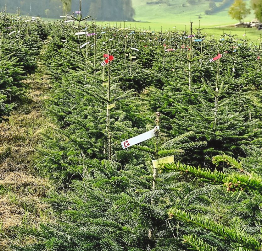 Blick auf eine Christbaumplantage des Bubentaler Hofs in Flawil. Bild: zVg.