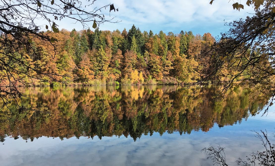 Mit dem Blattfall der Buche legte sich die Vegetation Mitte November zur Winterruhe. Im Bild der Gübsensee.