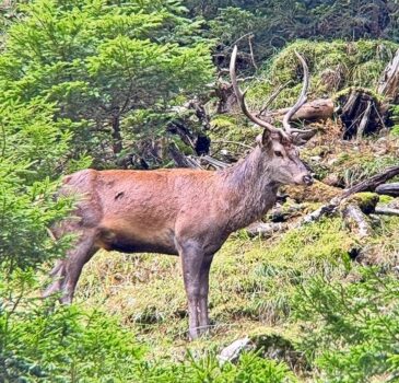 Die Jagd bringt nicht nur kulinarische Freuden, sondern ist auch wichtig für die Nachhaltigkeit des Waldes. Bild: Thomas Holzer