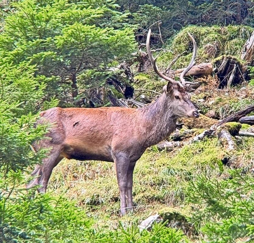 Die Jagd bringt nicht nur kulinarische Freuden, sondern ist auch wichtig für die Nachhaltigkeit des Waldes. Bild: Thomas Holzer