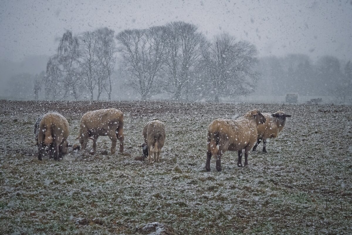 Schafe weiden auf Wiese während es schneit.