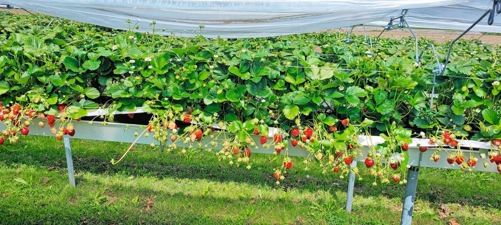 Pflanzdichteversuch mit remontierenden Erdbeeren auf dem Versuchsbetrieb Güttingen. Im Bild die Pflanzen Anfang August mit einer Pflanzdichte von sechs Pflanzen pro Laufmeter. Bild: zVg.