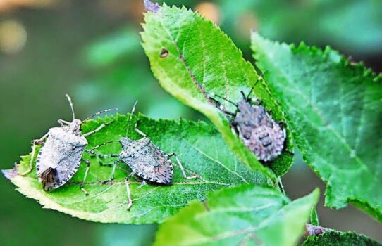 Die marmorierte Baumwanze konnte sich dank nichteinheimischer Pflanzenarten in der Schweiz vermehren. Bild: Gary Bernon, USDA, CC-BY-3.0