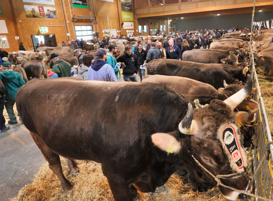 Der Zuchtstiermarkt in Sargans zog viele Besucher an.