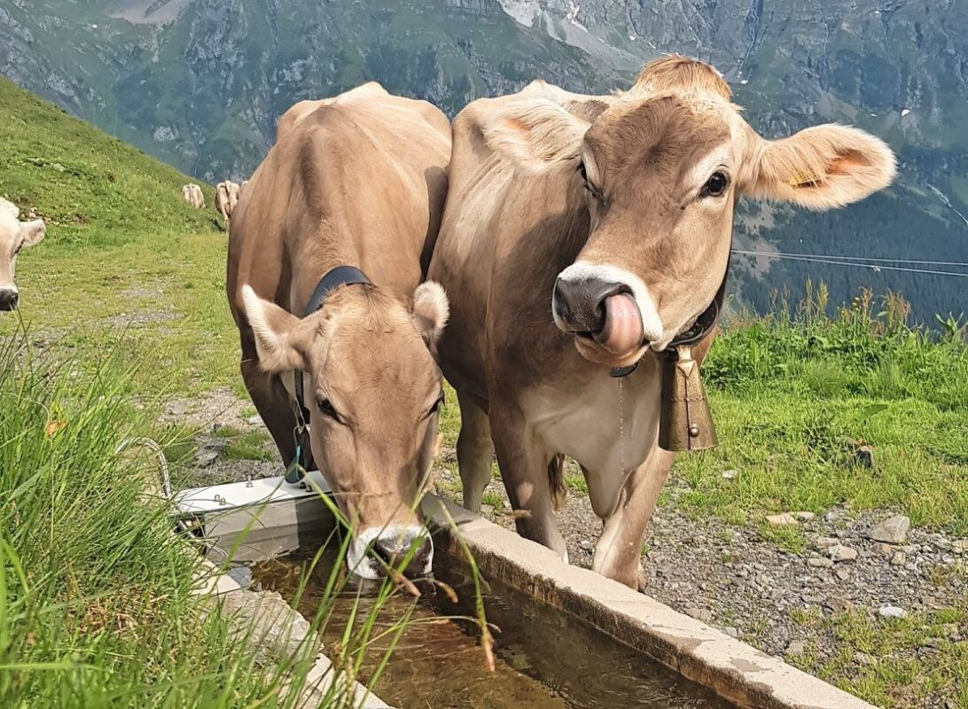 Ein positiver Nebeneffekt des regnerischen Sommers war, dass es auf den Alpen keine Wasserversorgungsprobleme gab. Leserbild: Andrea Stricker